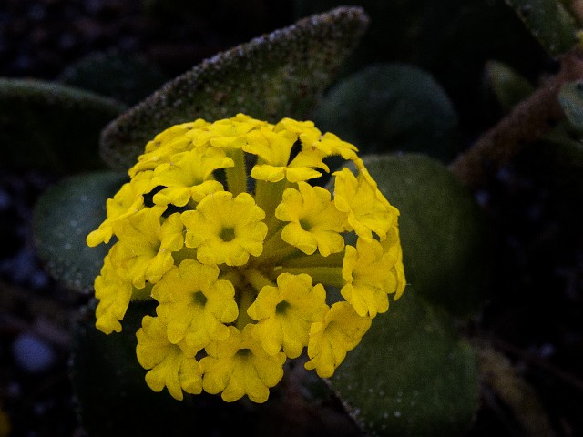 Abronia latifolia - Sand Vebena 14-9508_1.jpg